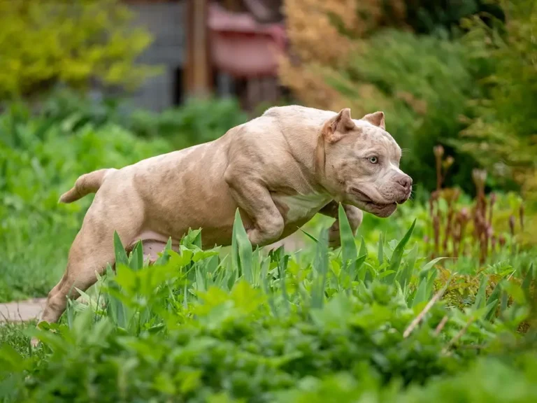 Dog bite attorney: who pays damages for a dog attack?